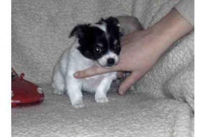 Chihuahua Welpen vom Rosengarten mit Pa