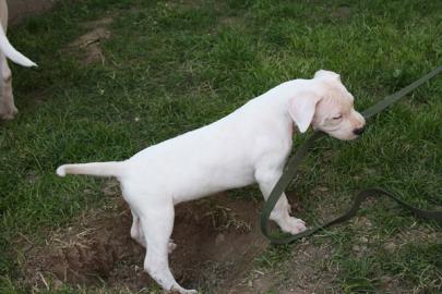 Wundersch�ne Dogo Argentino Welpen