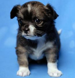 Chihuahua-Welpen in Lang u.  Kurzhaar
