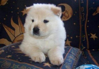 Chow Chow Welpen zu GIFT