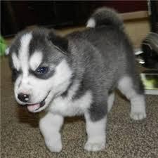 Siberian Husky Welpen