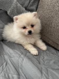 MINI-Pomeranian Welpen mit Papieren