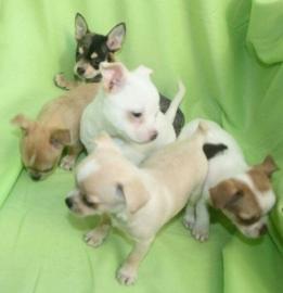 Chihuahua Welpen Reinrassig