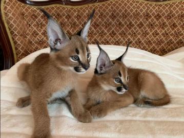 Serval und Savannah Caracal K�tzchen zur
