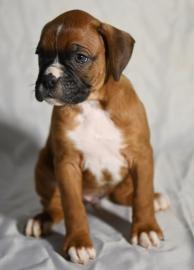 Boxer H?ndin sucht liebevolles Zuhause