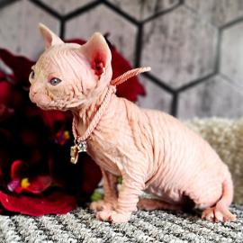 Sphynx-K�tzchen