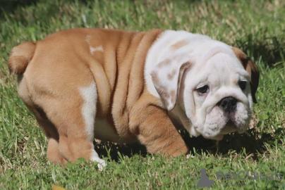 gesunde englische Bulldoggenwelpen verf�
