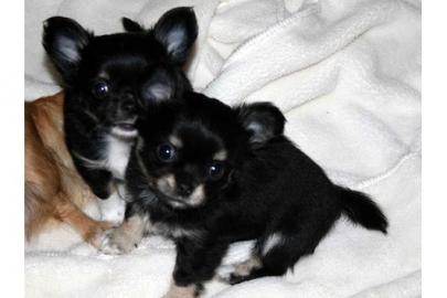 Chihuahuawelpen