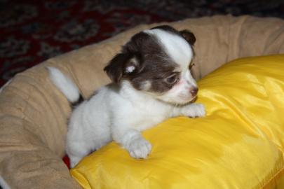Chihuahuawelpen