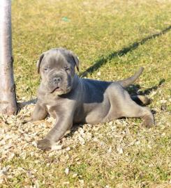 Unsere Cane Corso Welpen d�rfen ausziehe