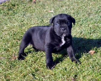 Unsere Cane Corso Welpen d�rfen ausziehe