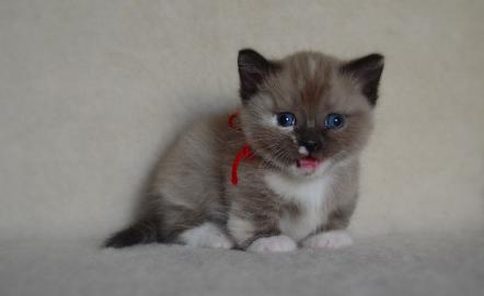 Munchkin K�tzchen bereit zu gehen