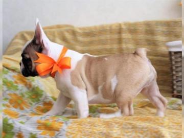 Franz�sische Bulldogge R�de Red /Fawn!
