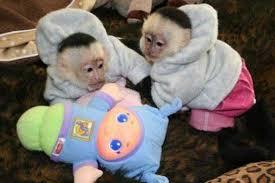 Nette Capuchin affen bereit f�r die Aufn