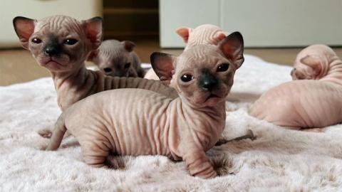 S��e Sphynxkatze-WHATSAPP: +436812092622