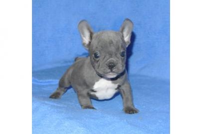 Fancy franz�sische Bulldoggen Welpen ver