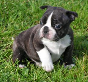 Franz�sische bulldogge f�r ein gutes Zuh