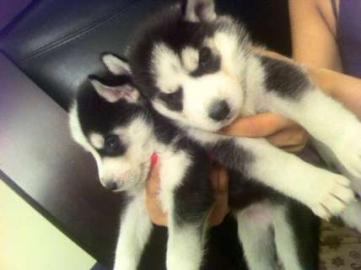 Wundersch�ne Siberian Husky Welpen