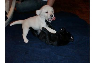 Tolle Labrador welpen abzugeben