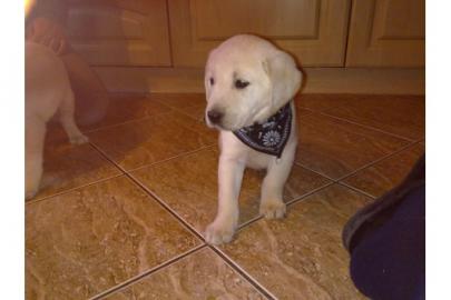 Tolle Labrador welpen abzugeben