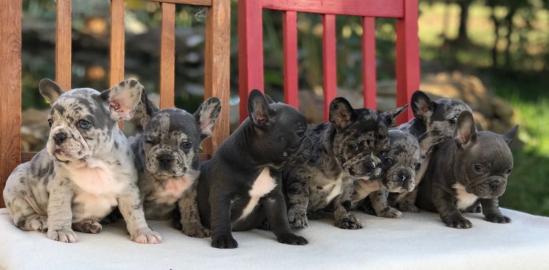 Merle Franz�sische Bulldogge