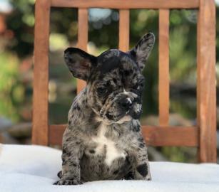Merle Franz�sische Bulldogge