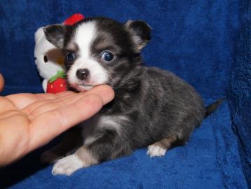 Mini Chihuahua welpen mit Papieren