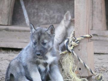 Gut ausgebildete Siberian Huskies zum Ve