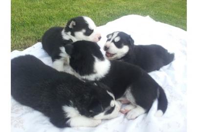 Gut ausgebildete Siberian Huskies zum Ve