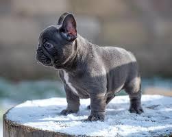 Wundersch�n S��en Franz�sisch Bulldog We