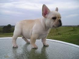 Wundersch�n S��en Franz�sisch Bulldog We