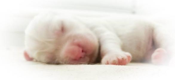 English Setter FCI Welpen