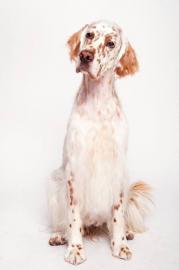 English Setter FCI Welpen