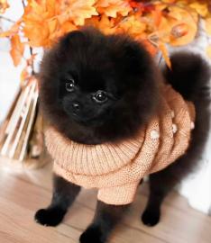 Reinrassige Pomeranian Zwergspitz. . tf