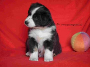 AUSTRALIAN SHEPHERD / Aussie WELPEN
