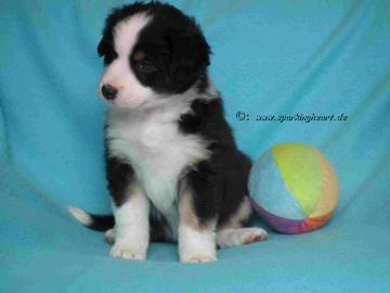 AUSTRALIAN SHEPHERD / Aussie WELPEN