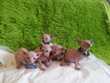Wundersch�ne Sphynxkatzen mit Papieren