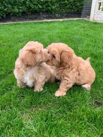 Sch?ne Maltipoo-Welpen