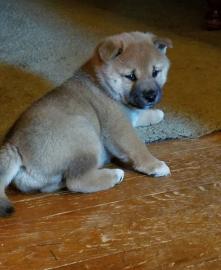 Shiba Inu
