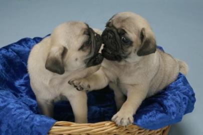 3s�sse Mops welpen abzugeben