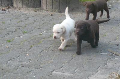 Labrador Welpen