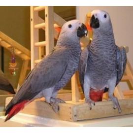 Supers??e Graupapageien mit Papieren wha