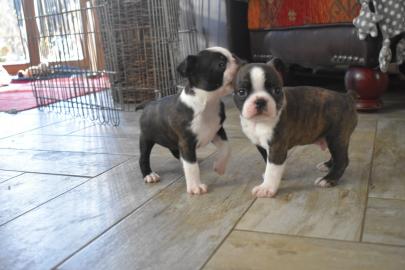 Boston Terrier Welpen reinrassig