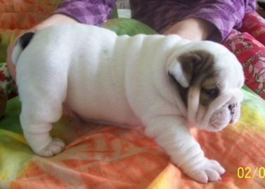 Englisch Bulldogge Welpen