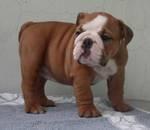 Englisch Bulldogge Welpen