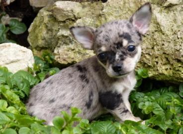 Zuckerse mini Chihuahua- Babys in KH u