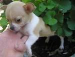 Sch�ne, superkleine Chihuahua Welpen f�r