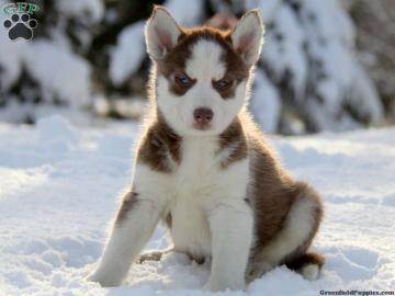 Wunderh�bsche Siberian Husky Welpen mit