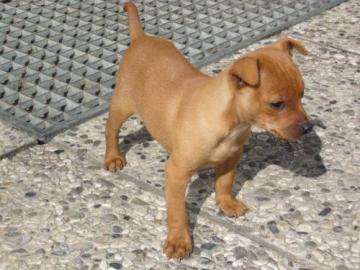 Zwergpinscher Welpen mit Papieren