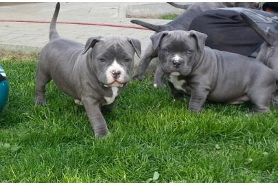 American pitbull Bully - Welpen